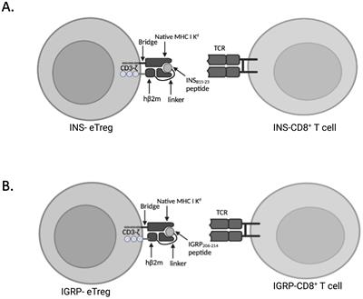 Regulatory CD4+ T cells redirected against pathogenic CD8+ T cells protect NOD mice from development of autoimmune diabetes